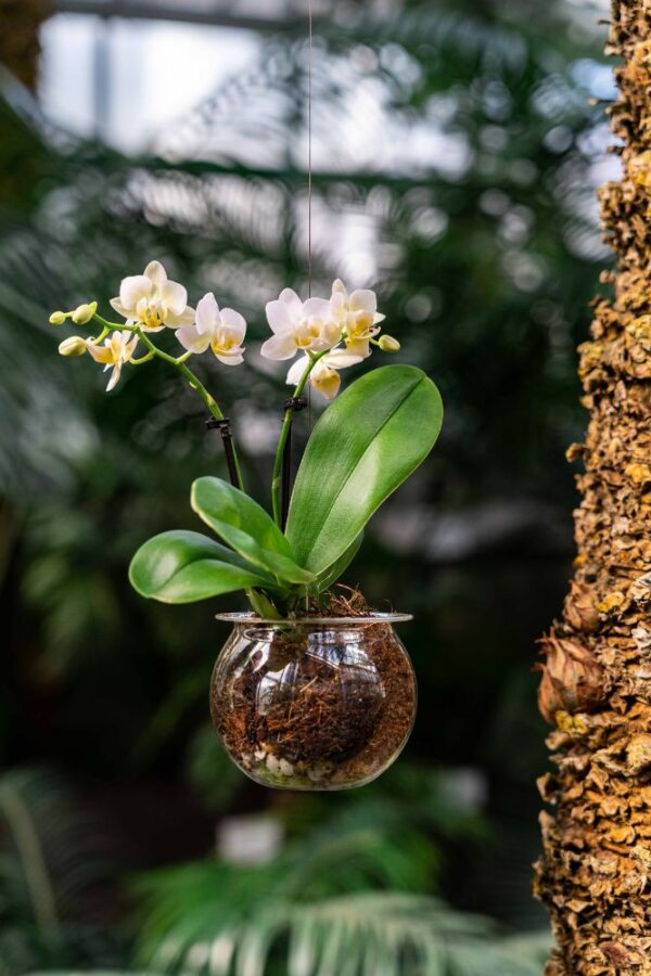 závěsný květináč s orchidejí