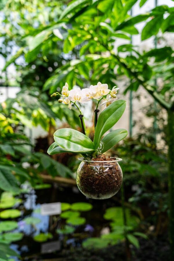závěsný květináč s orchidejí